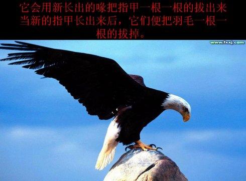 再次阅读鹰