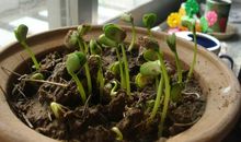 种黄豆的观察日记