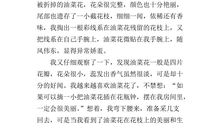 油菜花的作文100字