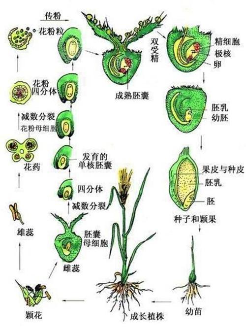 花生组成简介