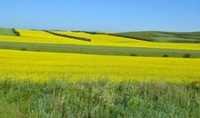 油菜花的作文400字