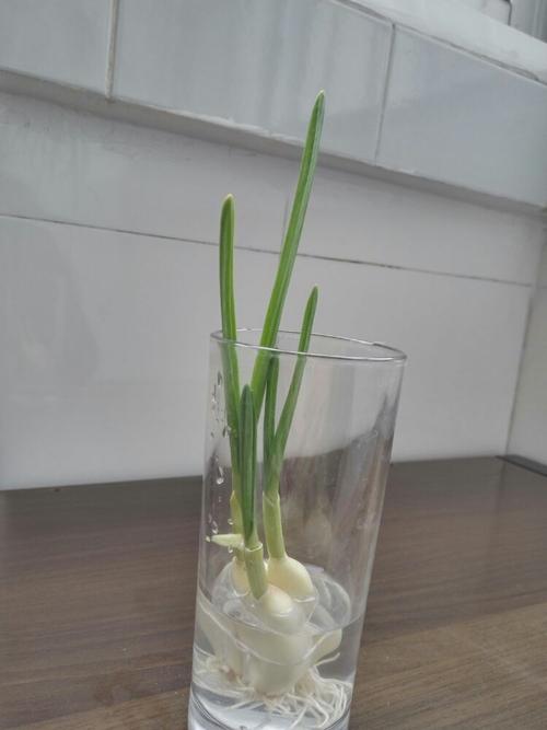 大蒜幼苗观察日记