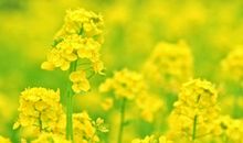 关于油菜花的作文