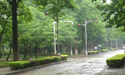 雨中的树