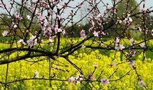 我心目中的春天