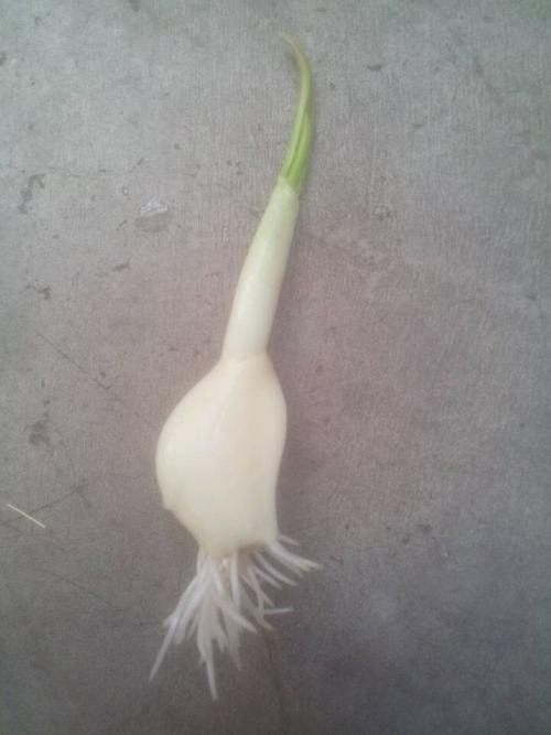 观察日记大蒜
