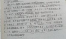 小动物观察日记