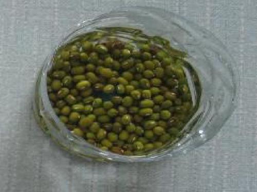 豆芽观察日记
