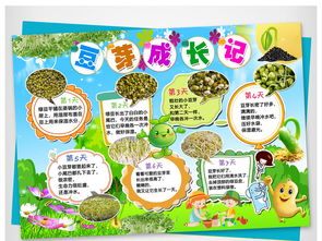 豆芽生长观察日记