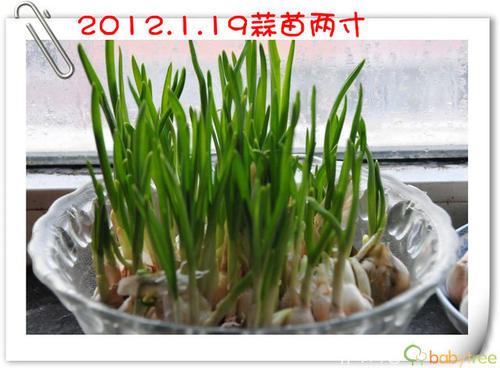 观察大蒜幼苗日记