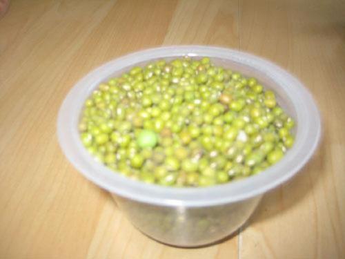豆子观察日记