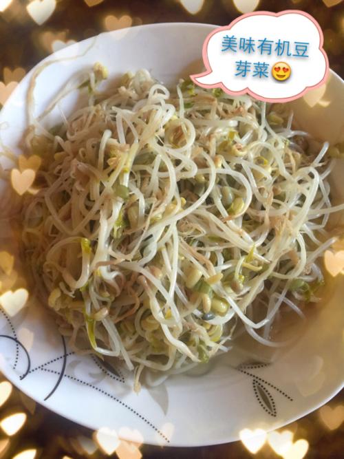 豆芽观察日记