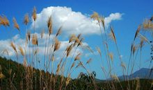 野草夏衍读后感