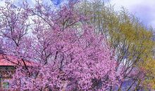 描写春天桃花的作文