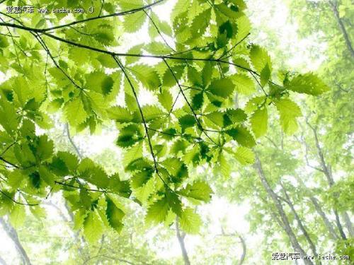 看完草和那棵大树