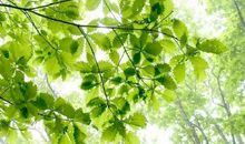 小草和大树的读后感