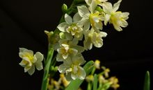 水仙花作文400字