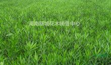 夹竹桃读后感500字