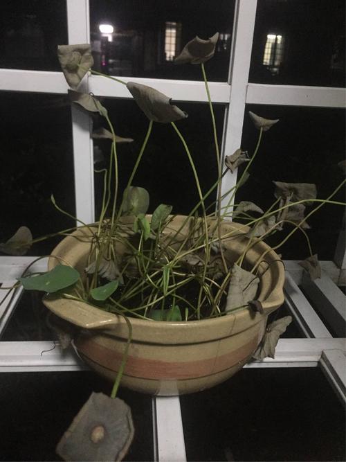 睡莲观察日记