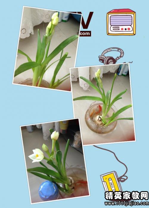 水仙观察日记