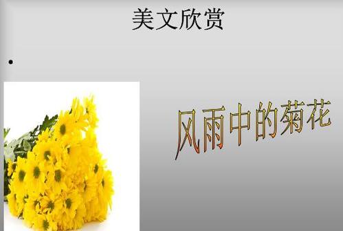 关于阅读《风雨菊》的思考