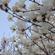 六个bun头