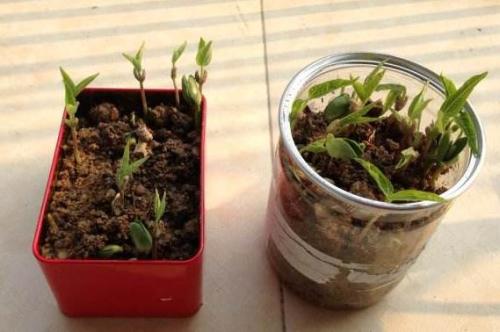 观察植物日记