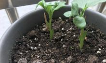 观察一种植物的日记