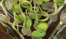 绿色植物观察日记