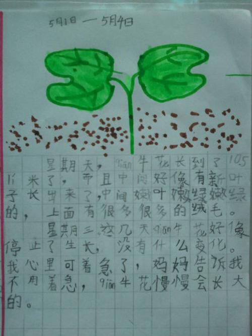 植物观察日记100字