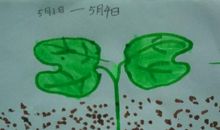 植物观察日记100字