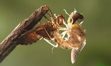 经典语录：心总在最痛时复苏，爱总在最深时落下帷幕