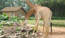 香江野生动物园作文