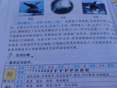 鲸鱼的自我报告作文800字
