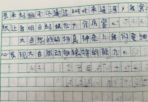 我的发现作文250字