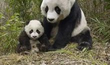 可爱的大熊猫作文