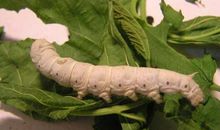 蚕宝宝的生长过程作文