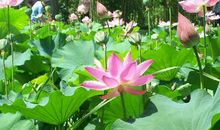 夏天的荷花作文