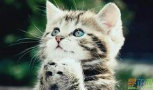 可爱的小猫作文