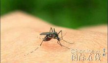 可恶的蚊子作文