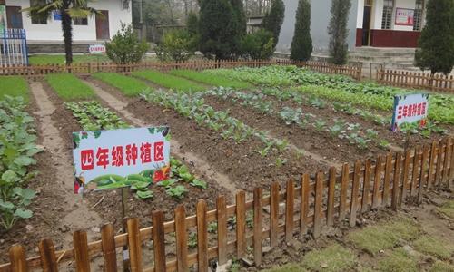 春季菜园组成