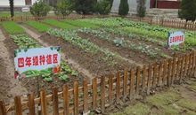 春天的菜园作文