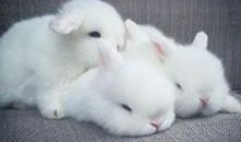 可爱的兔子作文400字