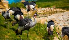 奇妙的动物世界作文