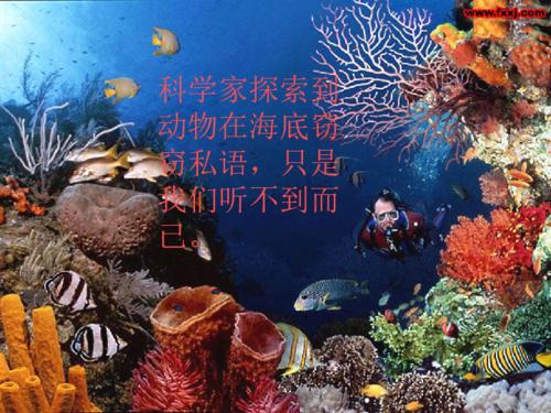 精彩的海底世界构成