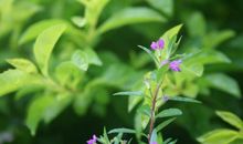 不经意间的发现