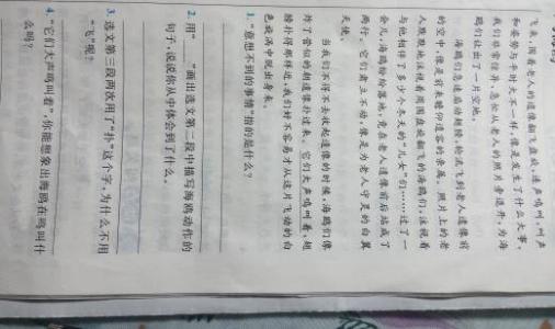 看完老海鸥