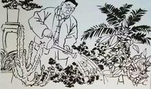 老舍的养花读后感