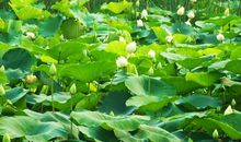 春天的雨作文600字