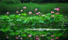 荷塘月色读后感1000